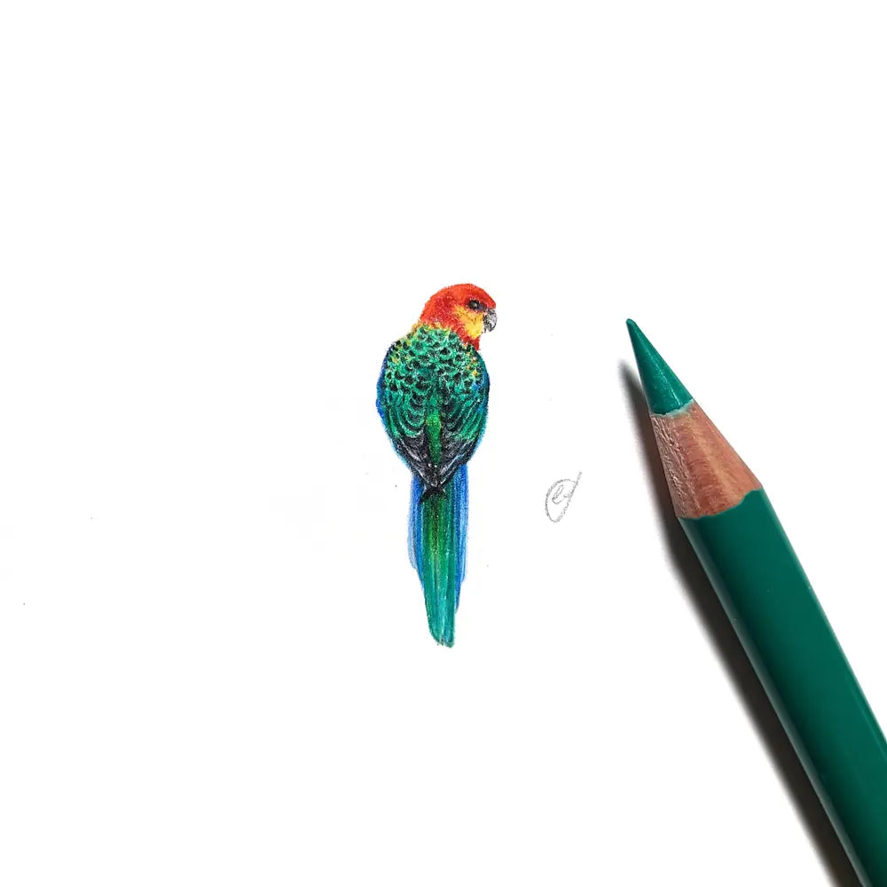 Western rosella miniature #2309