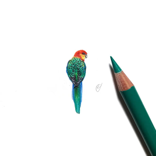 Western rosella miniature #2309