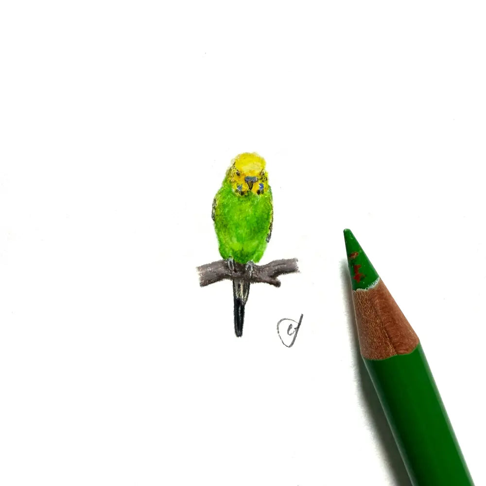 Budgerigar miniature #2366