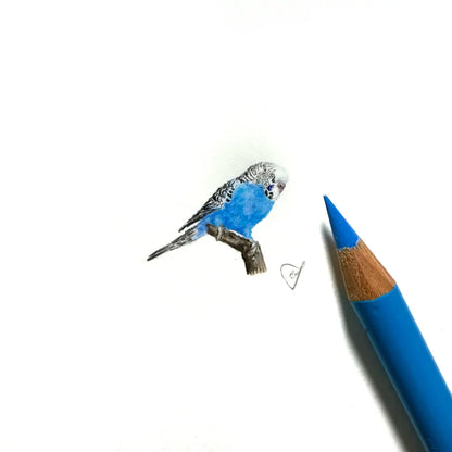 Budgerigar miniature #2370