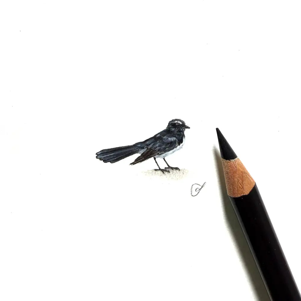 Willie wagtail miniature #2381