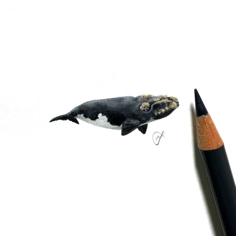 Southern Right Whale miniature #2419