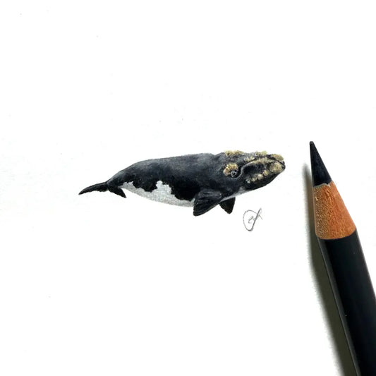 Southern Right Whale miniature #2419