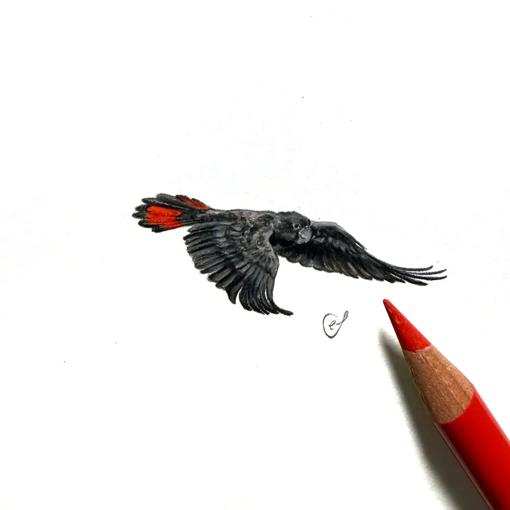 Red-tailed black cockatoo (Male) miniature #2444