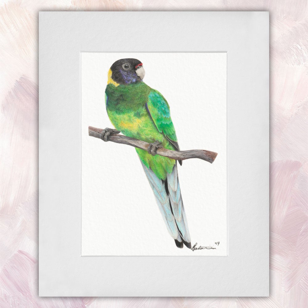 Australian Ringneck Parrot